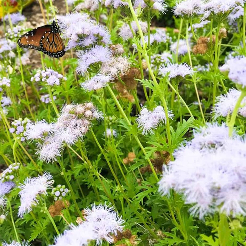 Gregg's Mistflower Adds Blue Clouds For Butterflies