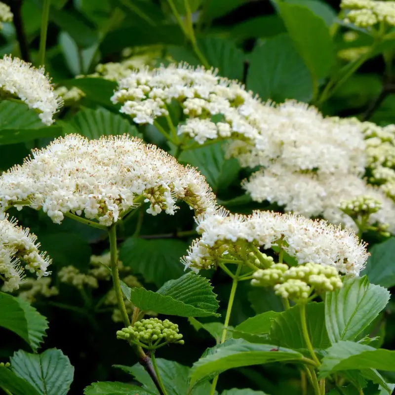 Southern Arrowwood Viburnum Works All Four Seasons