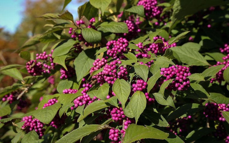American Beautyberry Adds A Pop Of Purple And Edible Treats