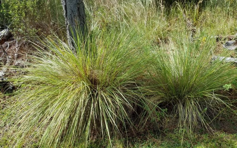 Fakahatchee Grass Gives You The Clumping Look Without The Downside