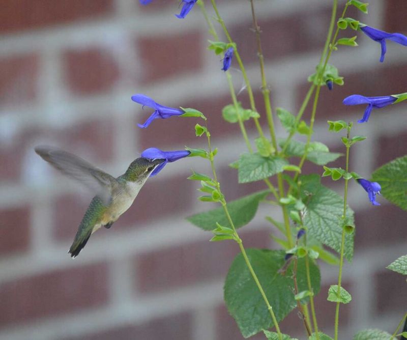 Blue Anise Sage Runs Until First Frost