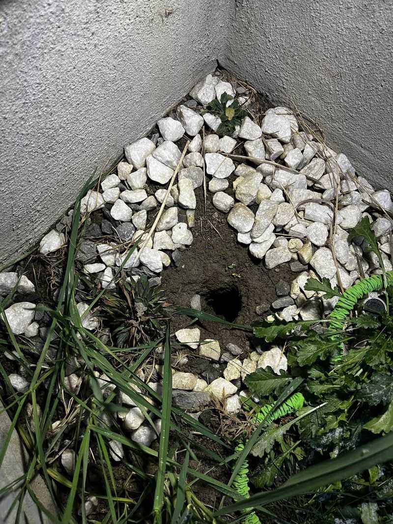 A Burrow Can Hide in Plain Sight