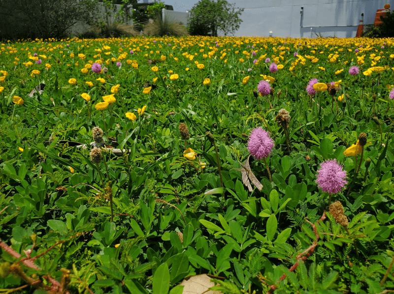 What Else Actually Helps Your Florida Yard