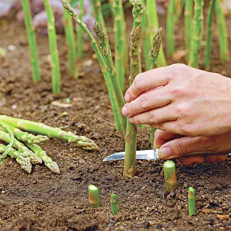 Let Harvests Grow With The Bed