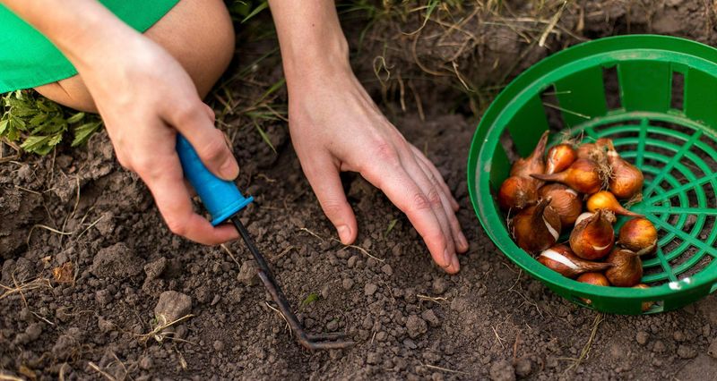 Timing Your Planting To Beat The Frost