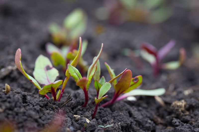 Direct-Sow the Seeds and Thin the Clusters