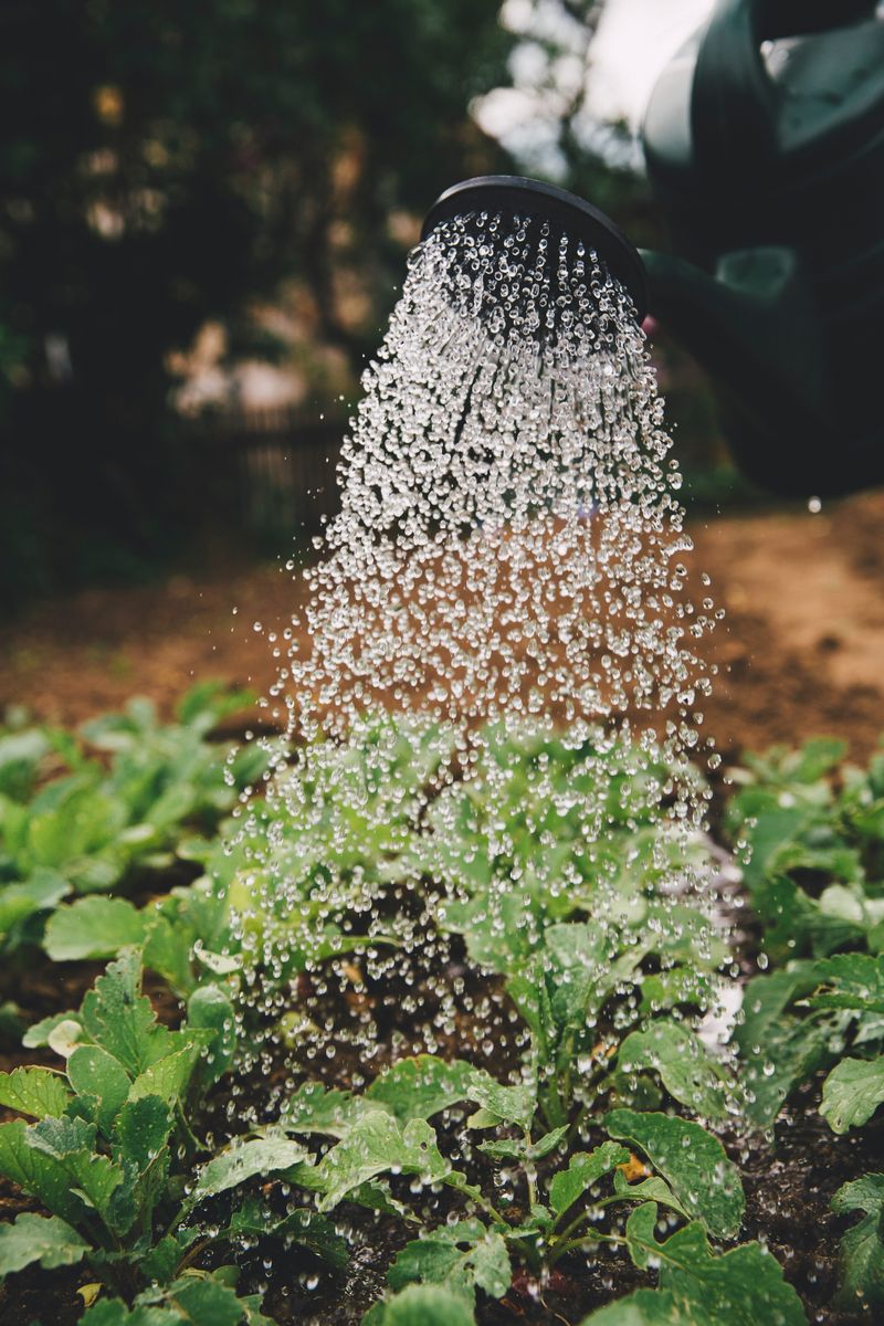 Watering Wisely Is Key For Tiny New Sprouts