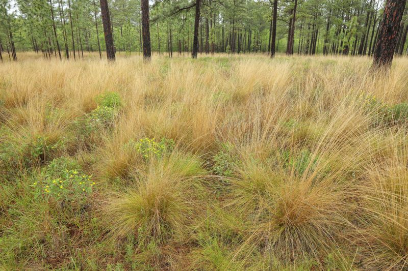 Native Grasses Are The Everyday Staple