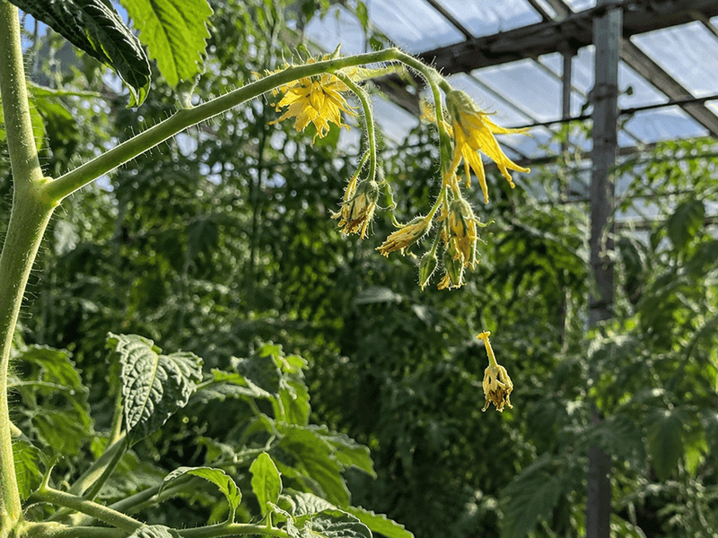 Hot Nights Can Disrupt Flowers And Fruit Set