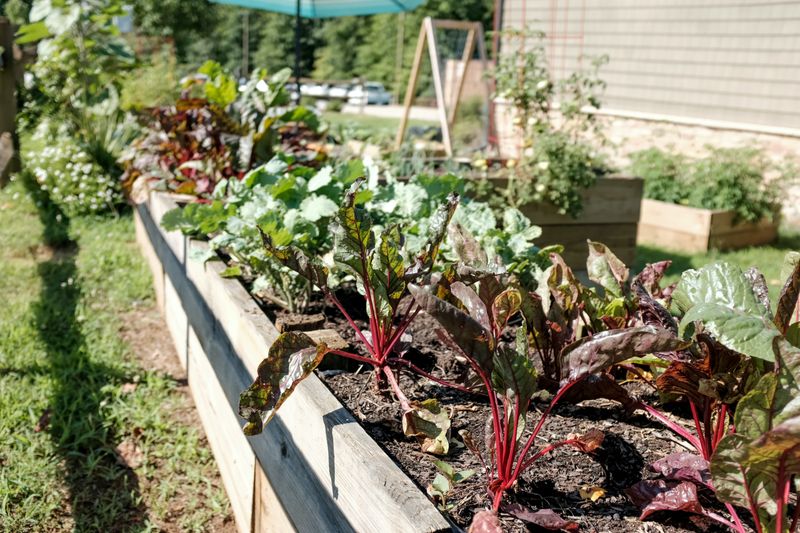 Support Fall Growth With Light, Soil-Based Feeding, and Monitoring