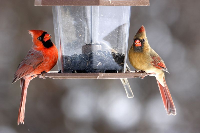 Support A Cardinal Routine Instead Of Trying To Control It