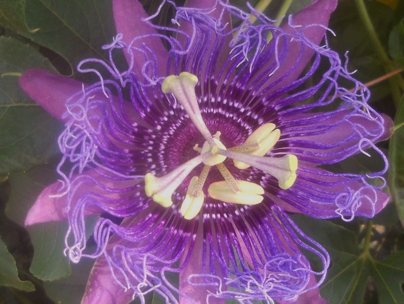 Set Realistic Expectations for a Florida Garden