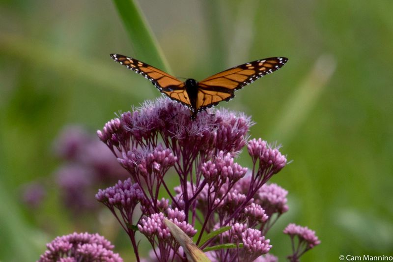Build A Butterfly Habitat Beyond One Host Vine
