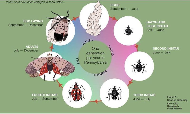 Follow the Lanternfly Calendar