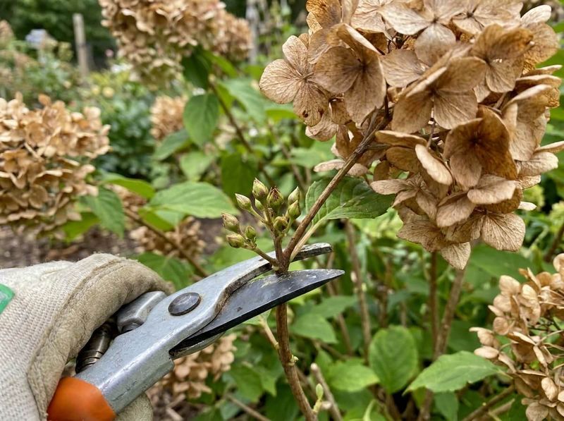 Old Wood Carries The Following Season’s Buds