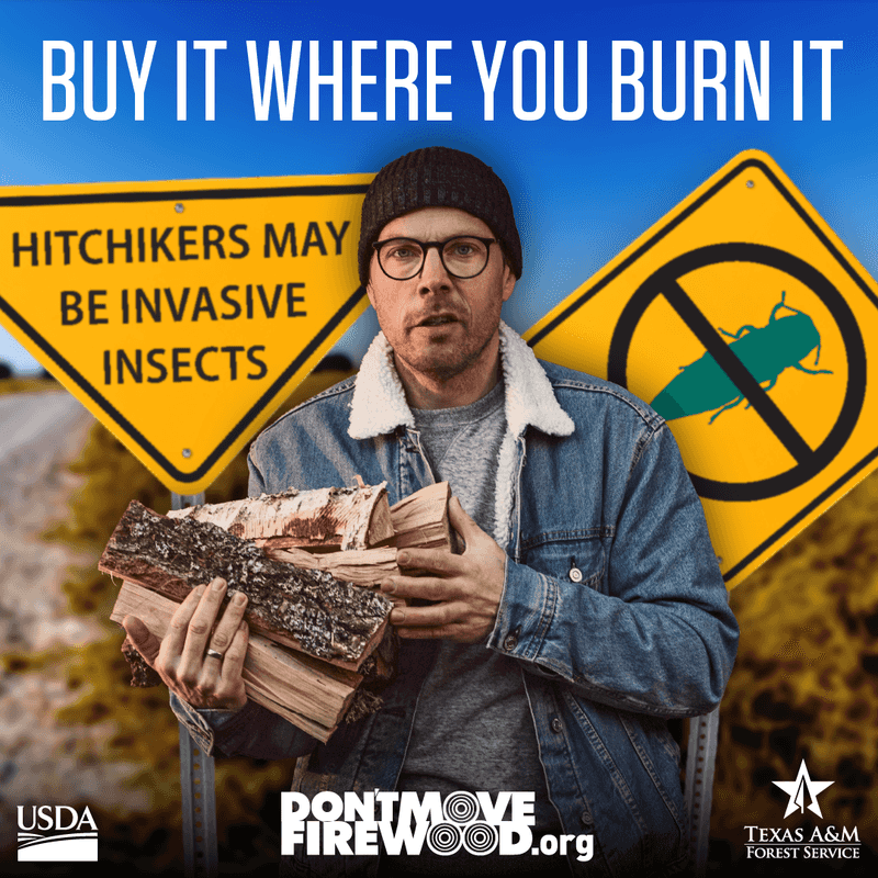 Avoid Unconfirmed Treatments And Firewood Movement