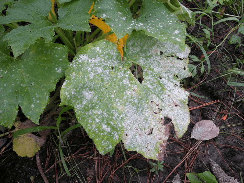 Remove Disease, Invasives, and Genuine Hazards