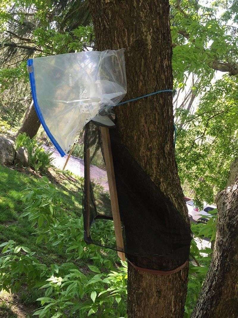 Use Proven Lanternfly Controls Alongside Habitat