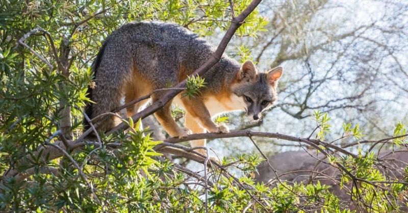 Daylight Does Not Automatically Mean Rabies