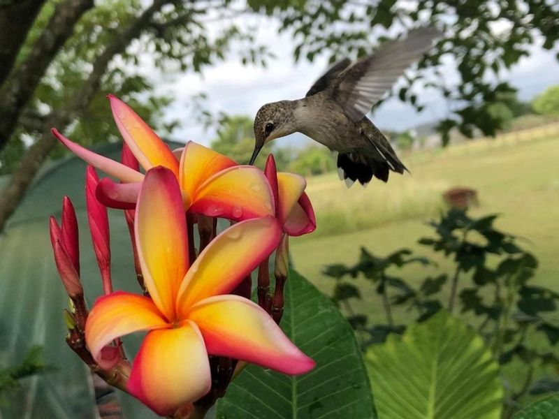 Give Plumeria Sun And Fast Drainage