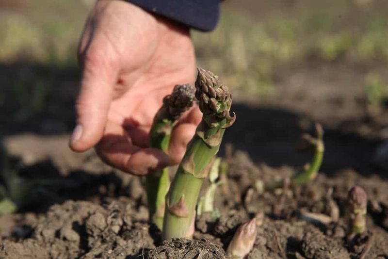Manage Wetness, Disease, And Weeds