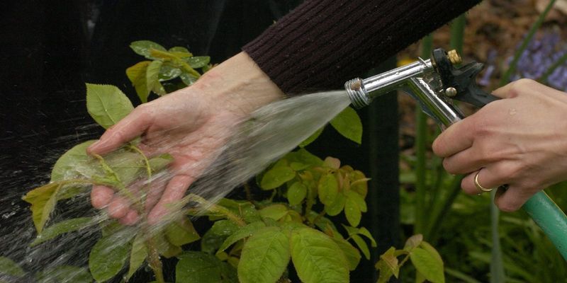 Monitor Aphids While Habitat Develops