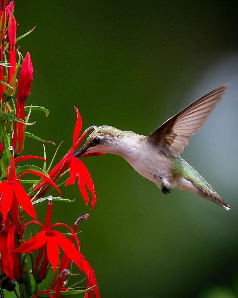 Decide Whether Cardinal Flower Fits Your Yard