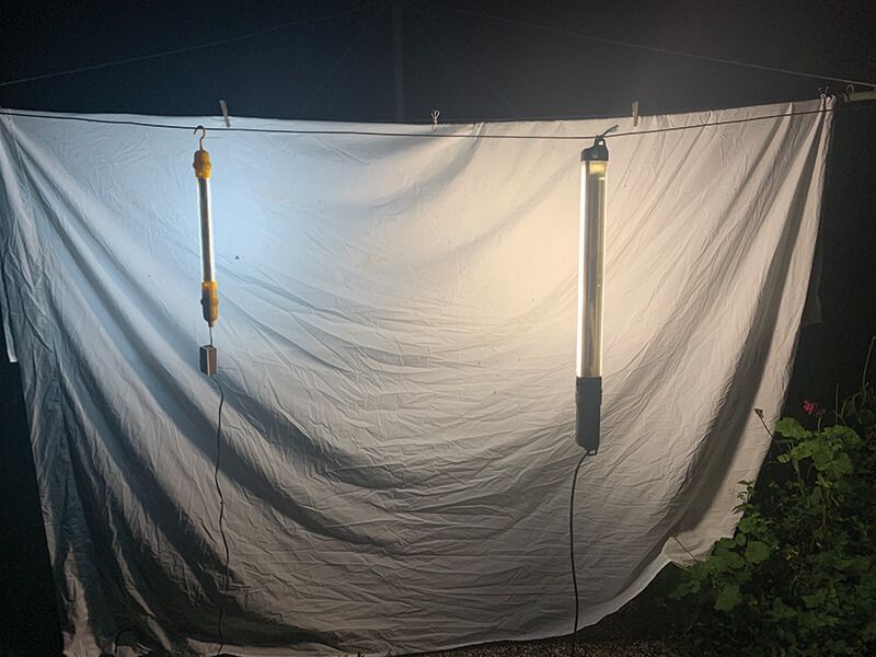 Observe Moths Without Leaving Lights On