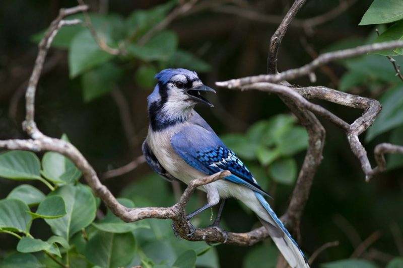 Confirm Which Blue Jay You Are Watching