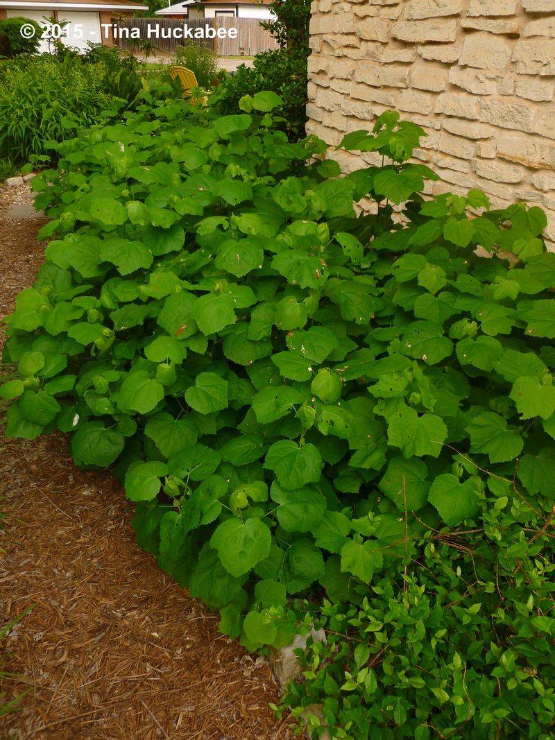 Prune The Shrub To Fit The Porch