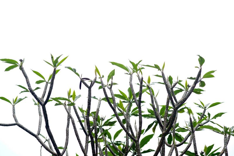 Choose The Pruning Window By Plant And Place