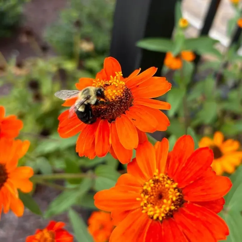 Choose Practical Bee Support Close To Home