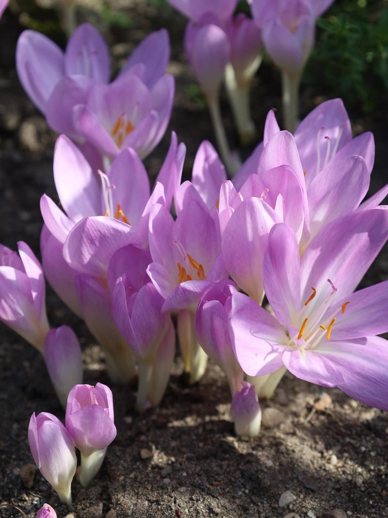 Meadow Saffron Blooms Without Any Leaves