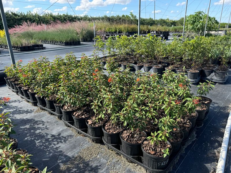 Match the Plant to Your Region and Nursery Tag