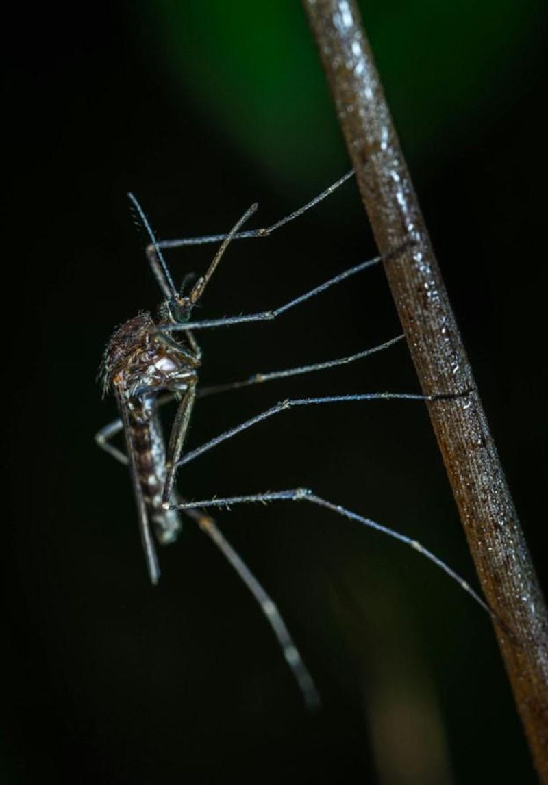 Use Anoles as One Small Part of Mosquito Management