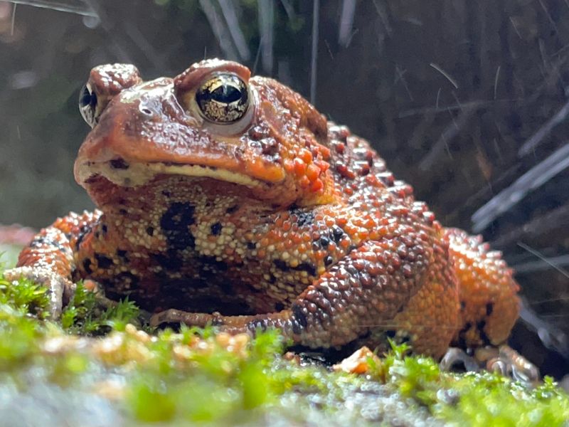 Let the Toad Stay Wild
