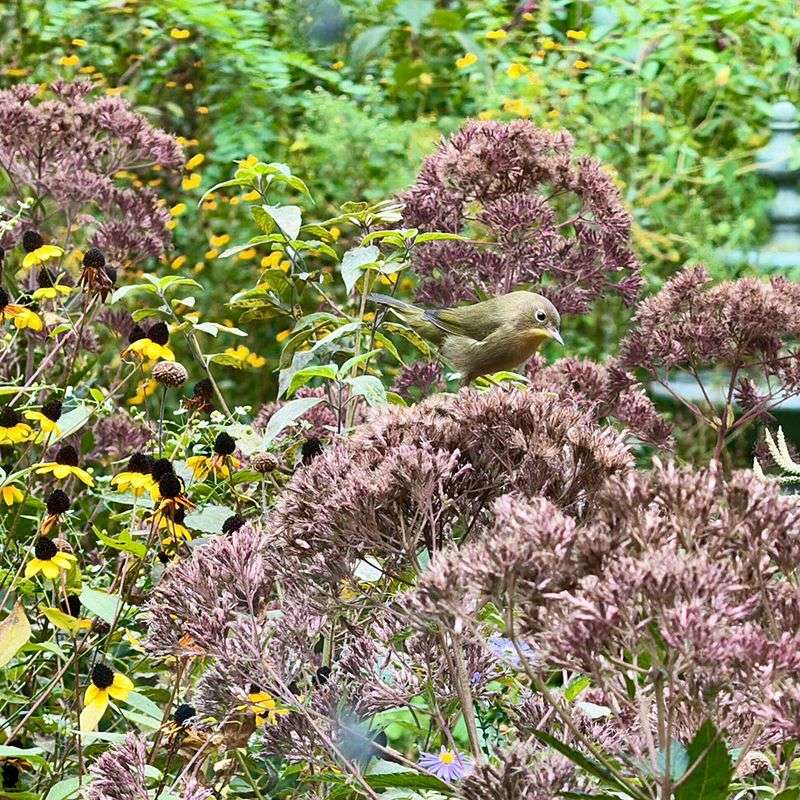 A Year-Round Feast For Your Yard's Wild Neighbors