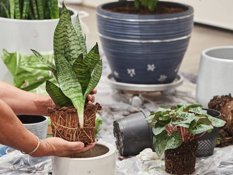 Choose The Right Pot Size To Encourage Upward Reach