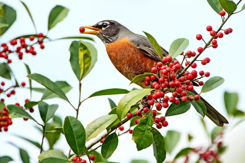 Berries Support Wildlife But Need Boundaries