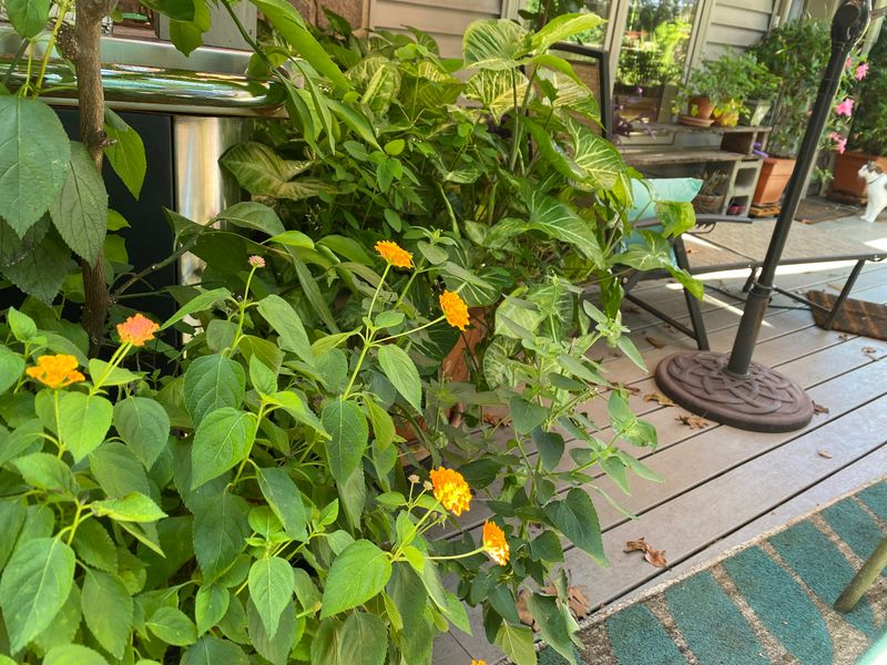 Keep The Planting Open, Not Damp