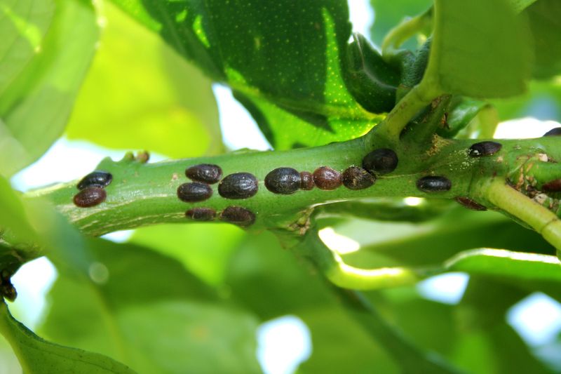 Keep An Eye Out For Pesky Summer Invaders