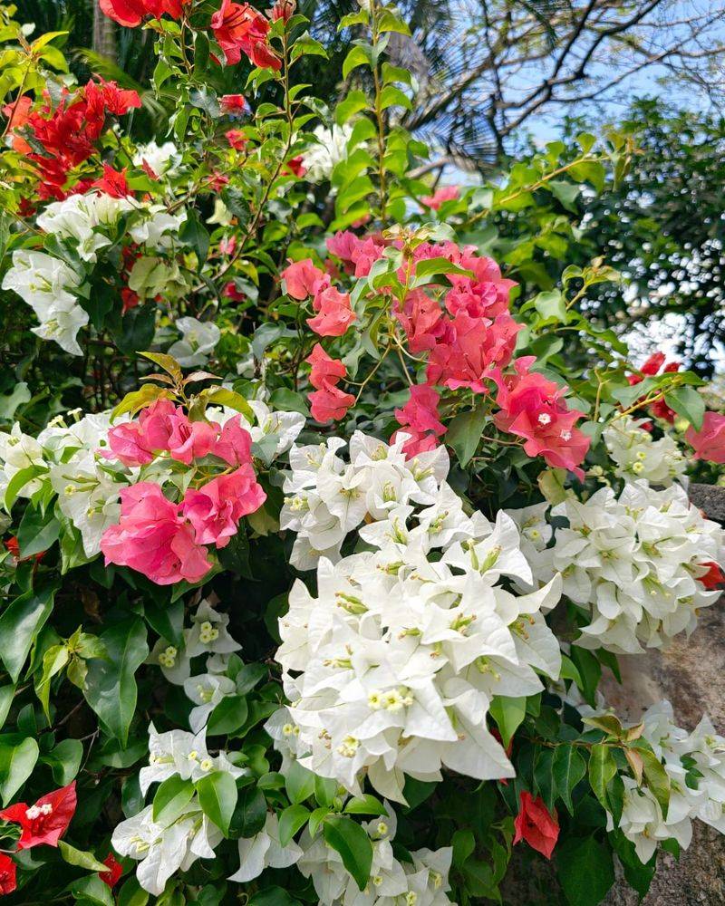 Florida's Regions Set Different Flowering Expectations