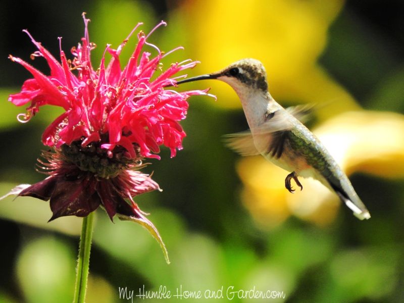 Bee Balm