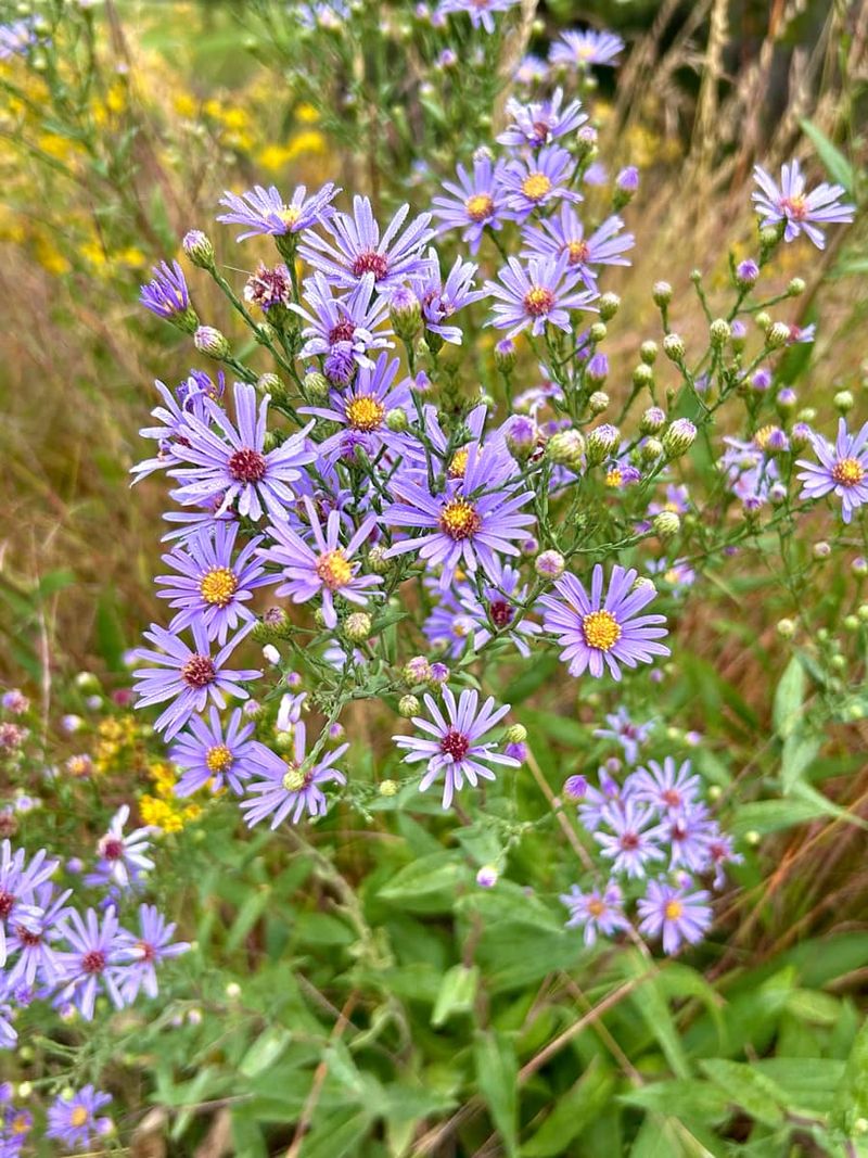 Smooth Blue Aster Extends The Feast Into Fall