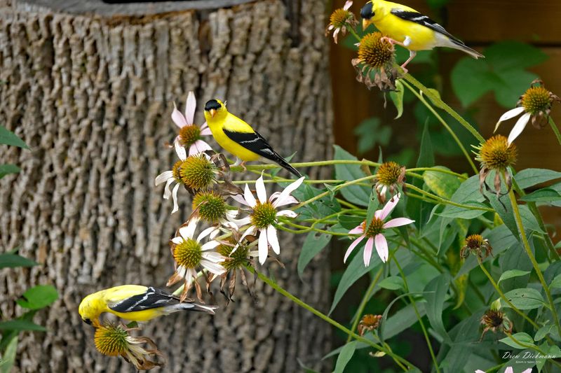 Goldfinches Use Many Seed Plants