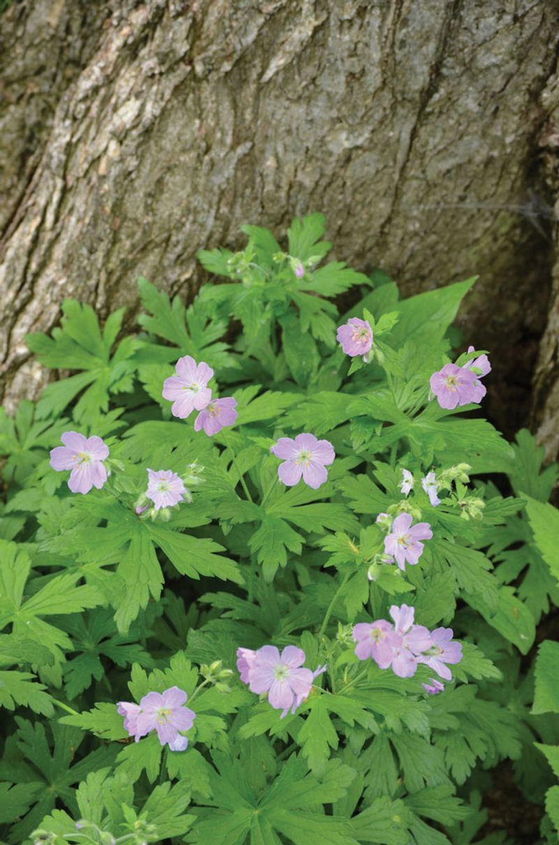 Wild Geranium Carpets Shady Spots