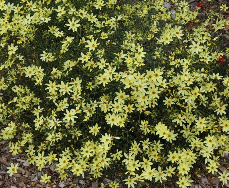 Threadleaf Coreopsis Never Stops Flowering
