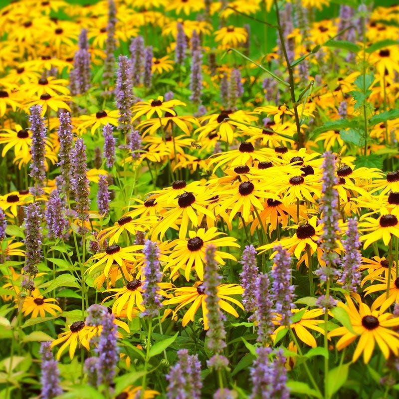 Black-Eyed Susans Offer Cheerful, Dependable Color