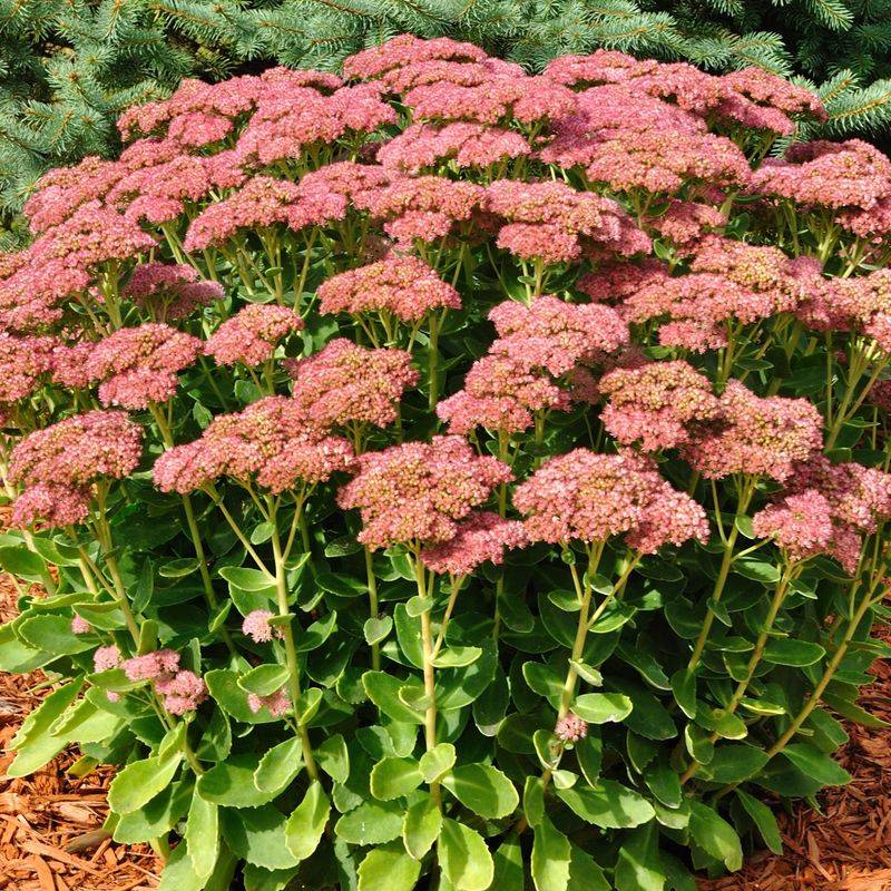 Stonecrop Thrives On The Neglect That Kills Others