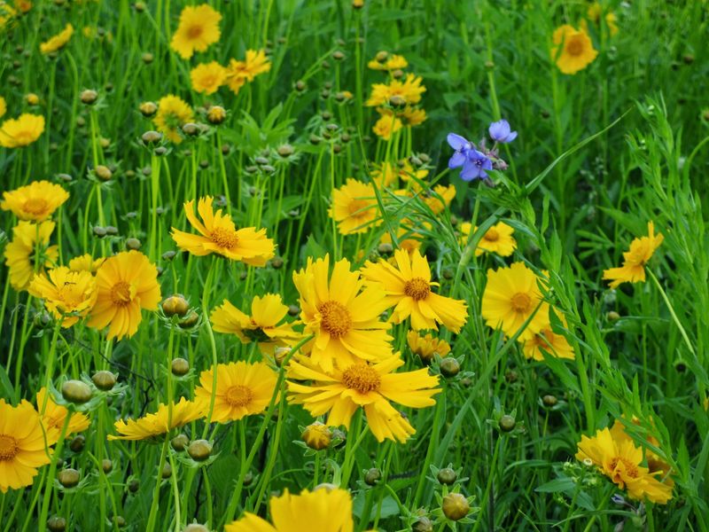 Lanceleaf Coreopsis Delivers Golden Color For Months